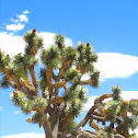 Joshua tree