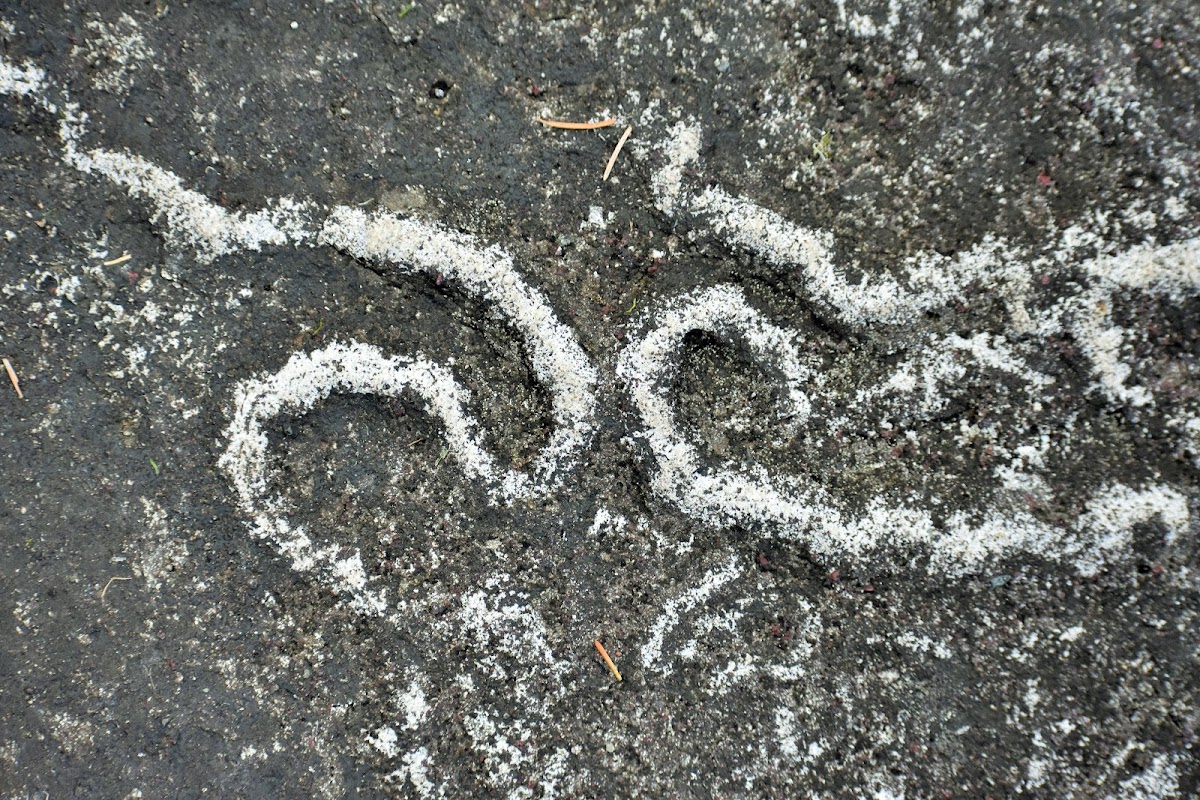 Fossilized kelp