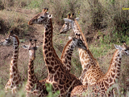 A herd of giraffe