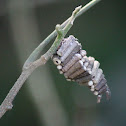 Casemoth larva