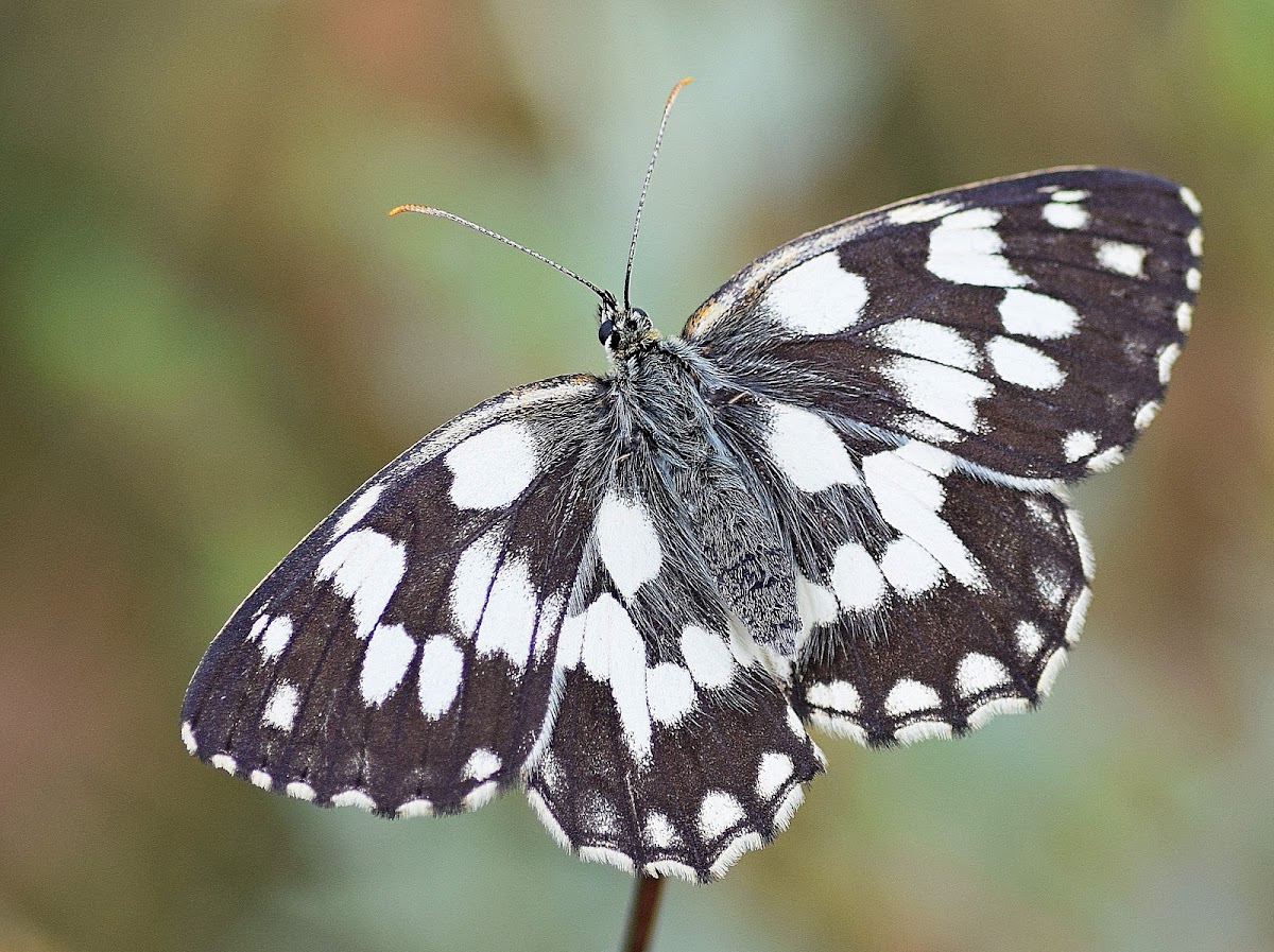 Marbled White