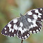 Marbled White