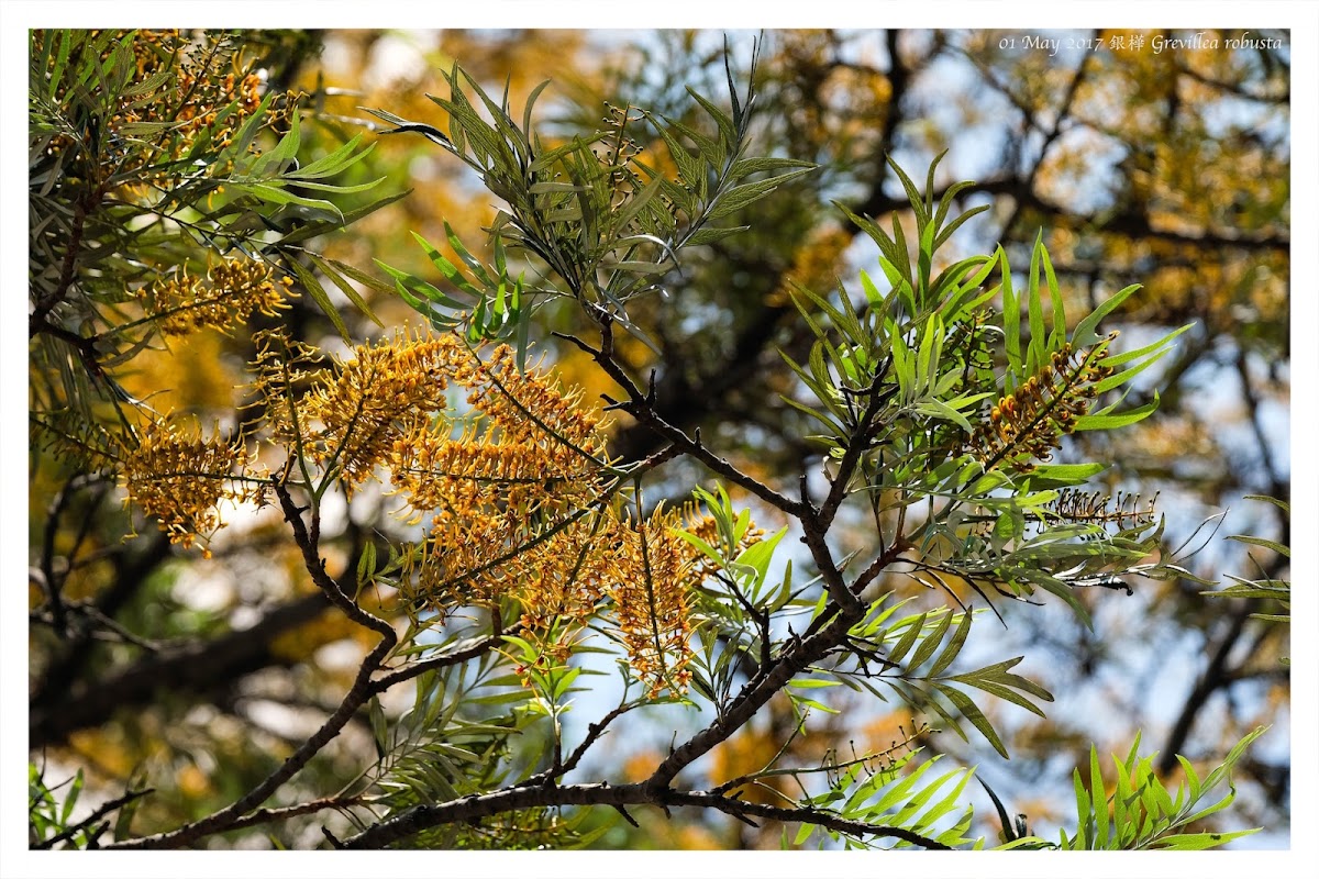 Grevillea robusta 銀樺