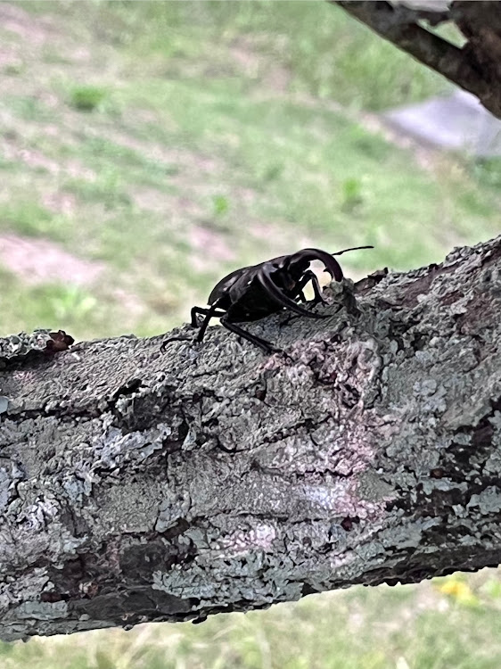 ハイエースの大きな子供@raimon.sakataガレージさんが投稿したカスタム事例の投稿画像3枚目