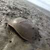 Horseshoe Crab