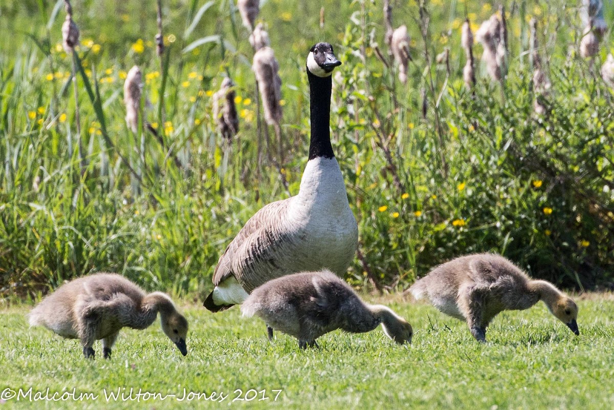 Canada Goose