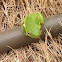 Squirrel Tree Frog