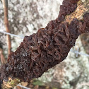 Tree Ear/Jew's Ear Fungus