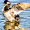 Eared Grebe