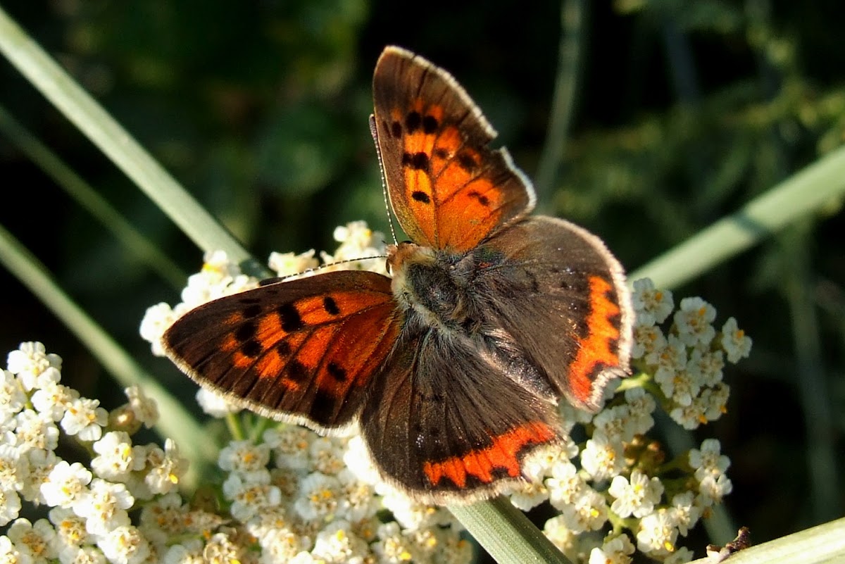 Small Copper