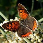 Small Copper