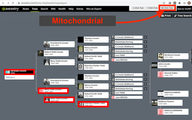 Ancestry DNA Paths (beta) Preview image 4