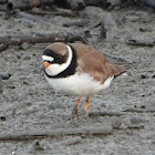 Semipalmated plover