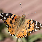 Painted Lady