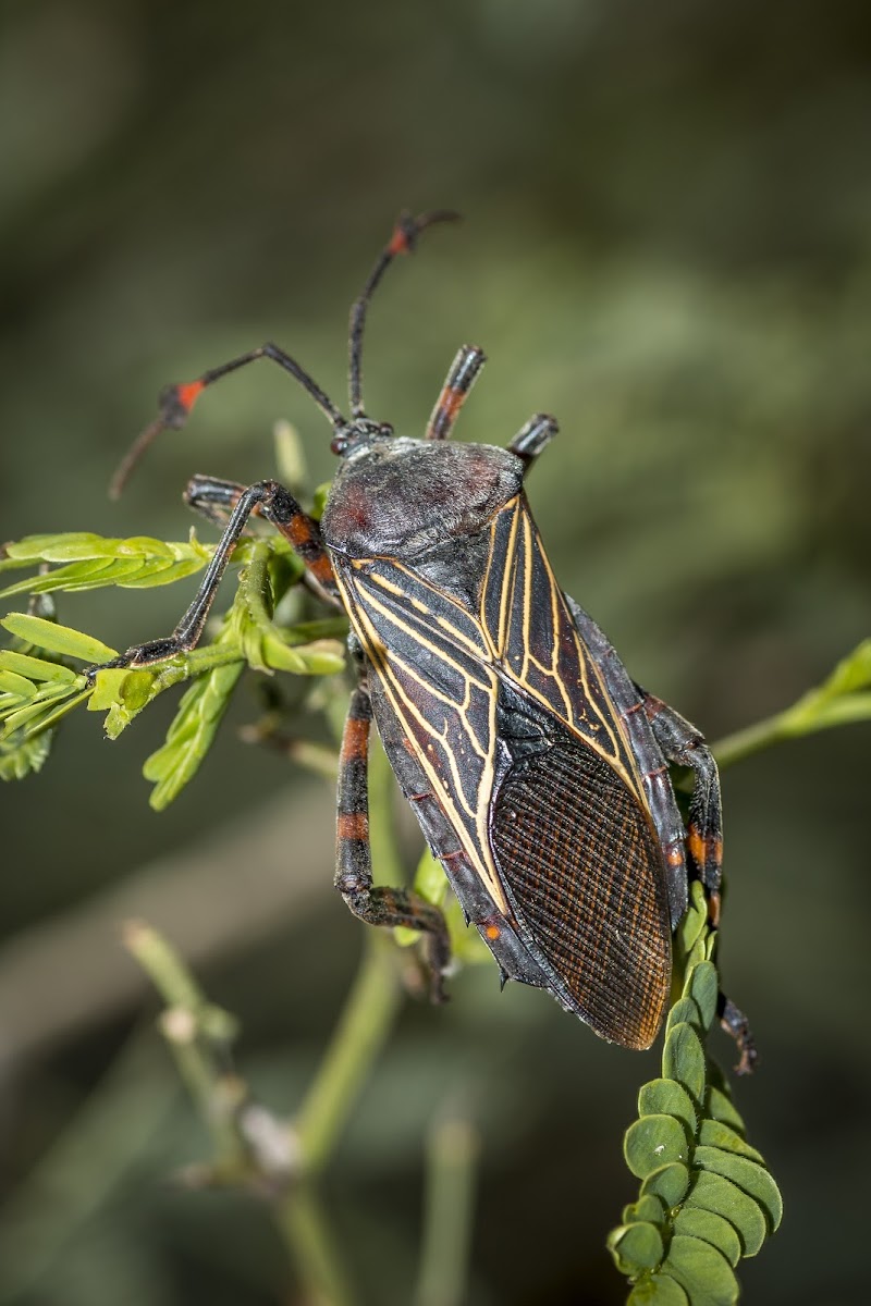 Giant Mesquite Bug