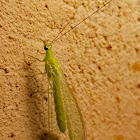 Green lacewing