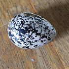 Killdeer Egg