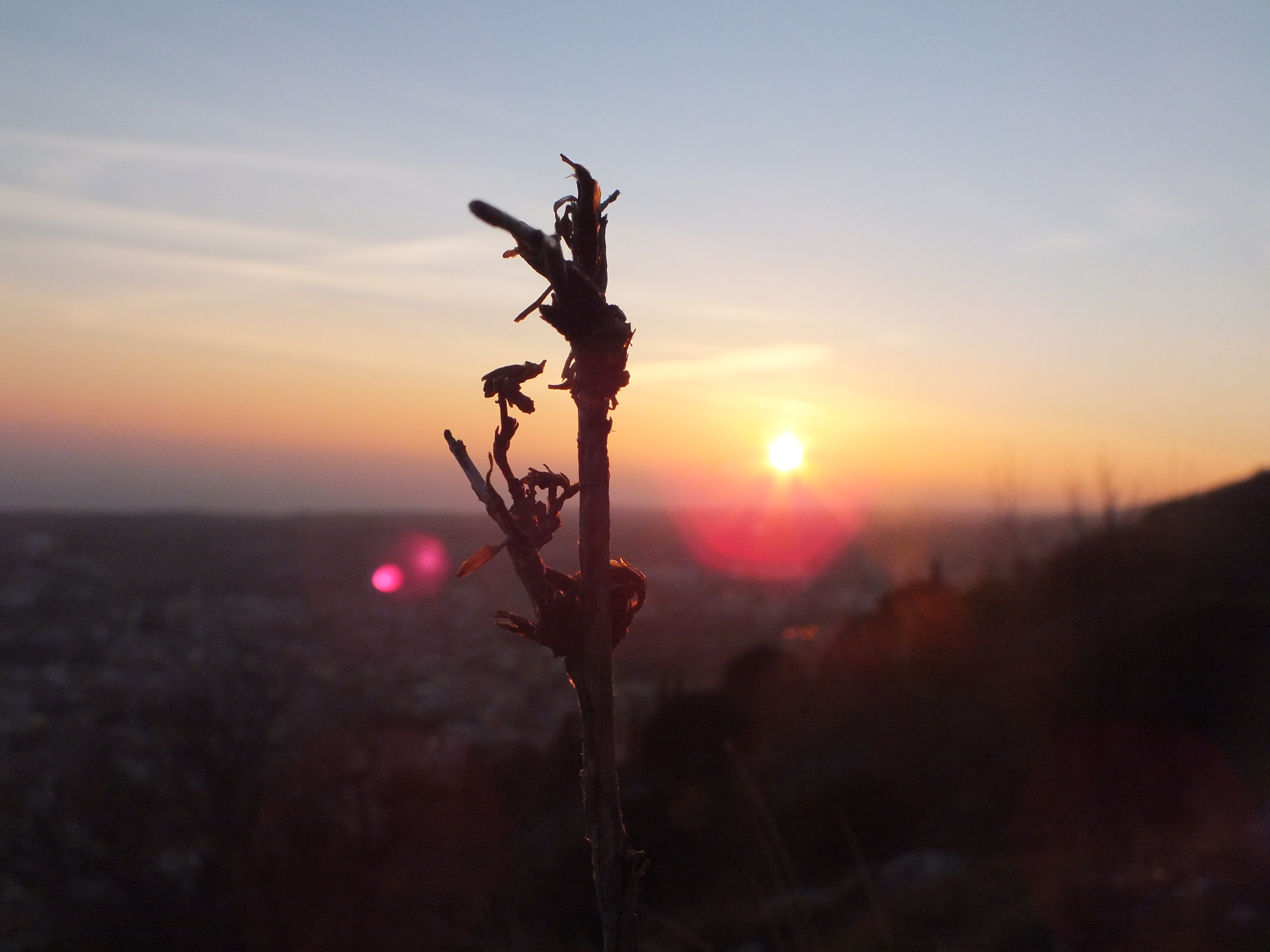 primavera al tramonto  di francesco2003