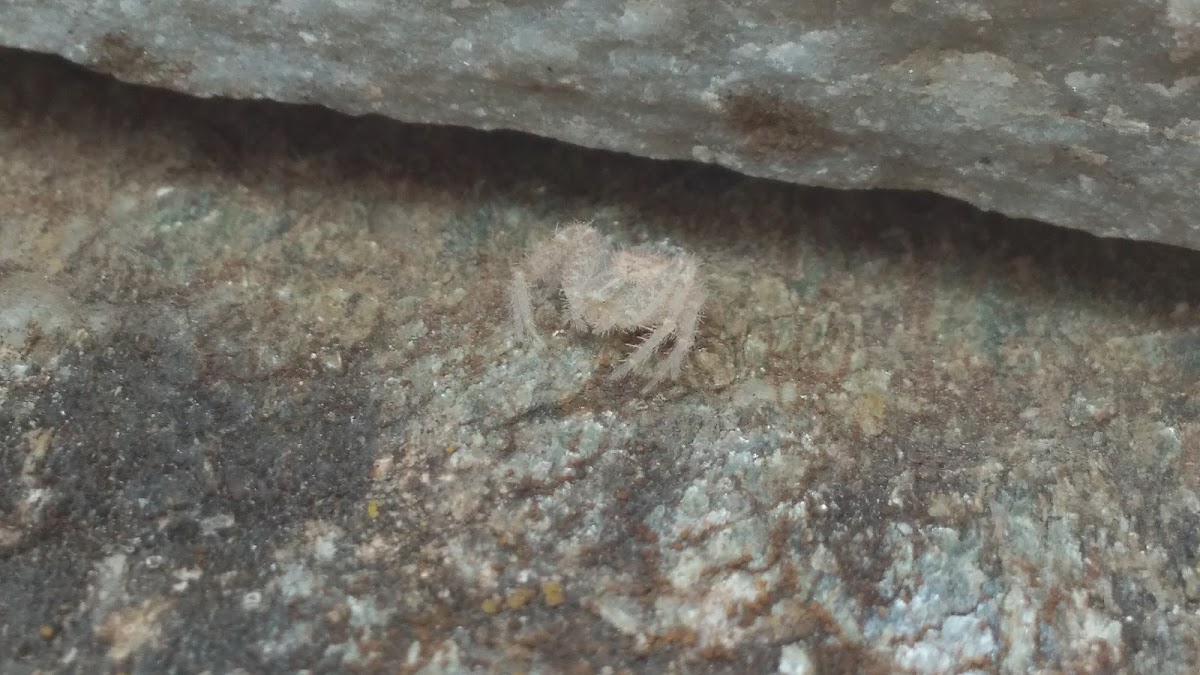 Hairy Crab Spider