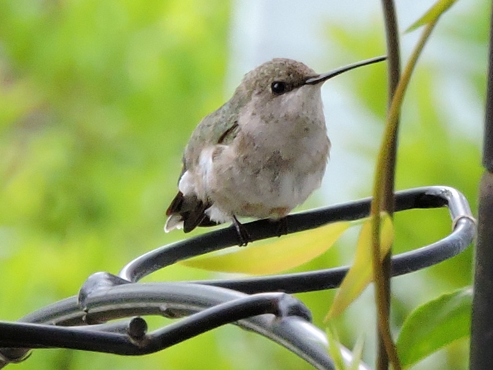 Black-chinned Hummingbird