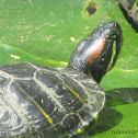 Red-Eared Slider Turtle