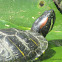 Red-Eared Slider Turtle