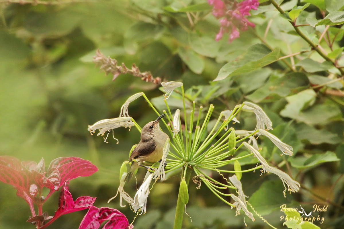 Southern double-collared sunbird