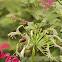 Southern double-collared sunbird