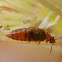 Ocellate Rove Beetle