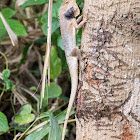 Oriental Garden Lizard