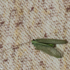 Mediterranean Green Lacewing