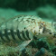 Sandperch