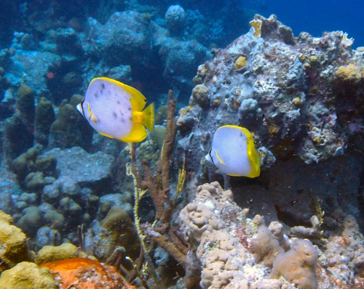 Spotfin Butterflyfish