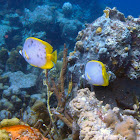 Spotfin Butterflyfish