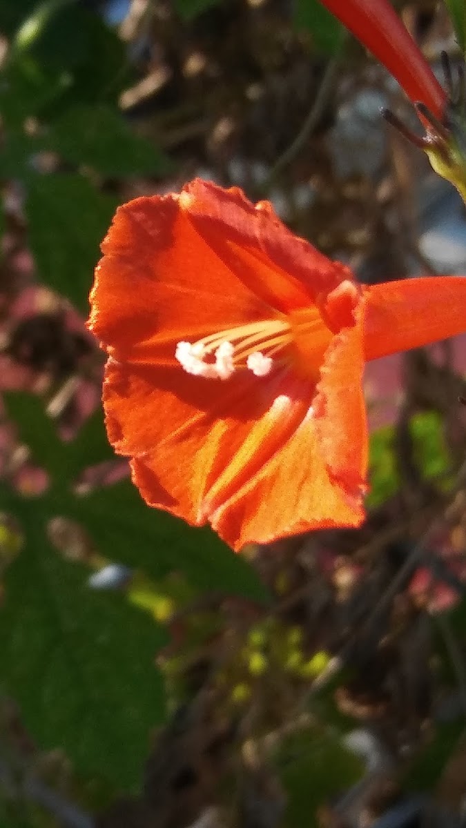 Red morning glory