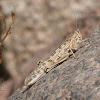 Desert Locust