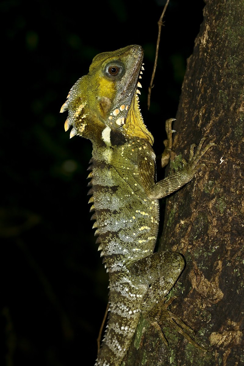 Boyd's Forest Dragon