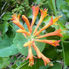 Orange Honeysuckle