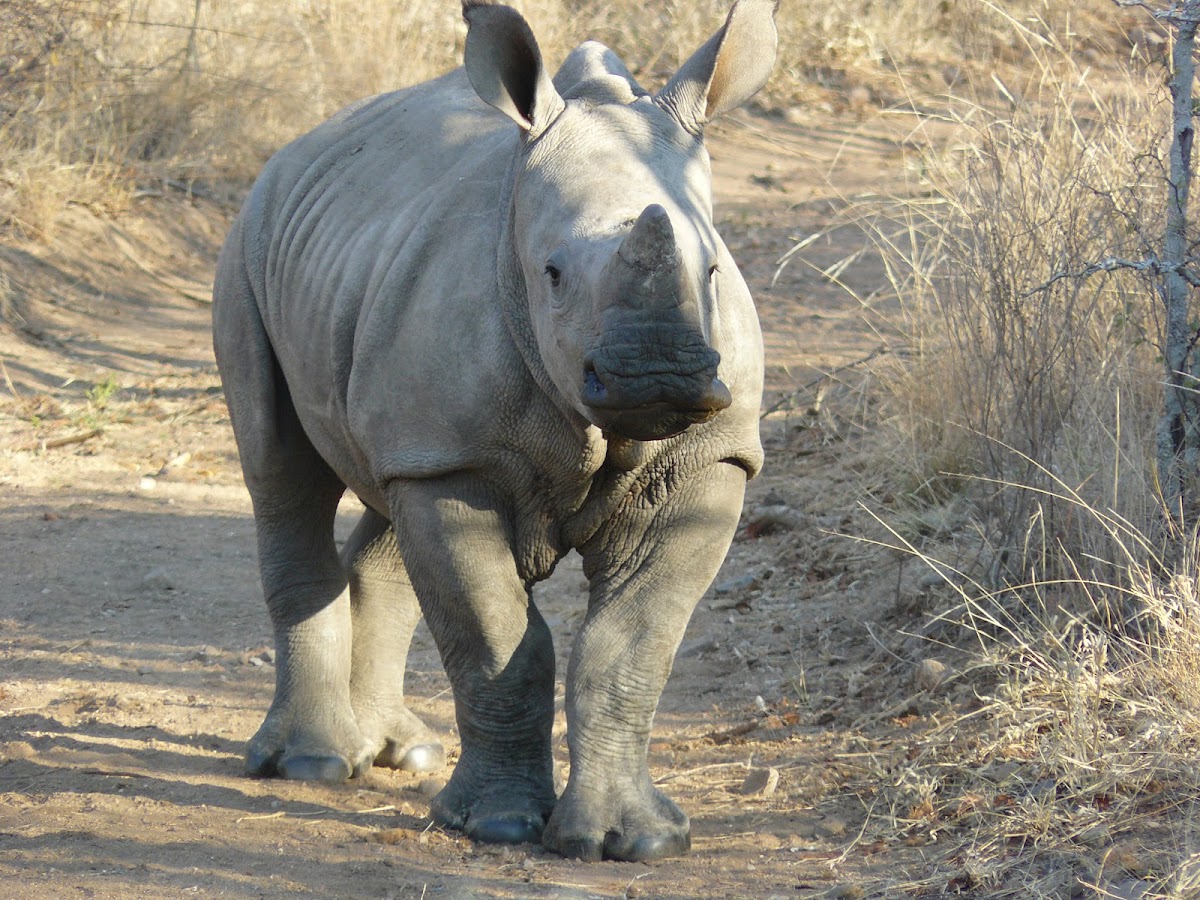 White Rhinoceros