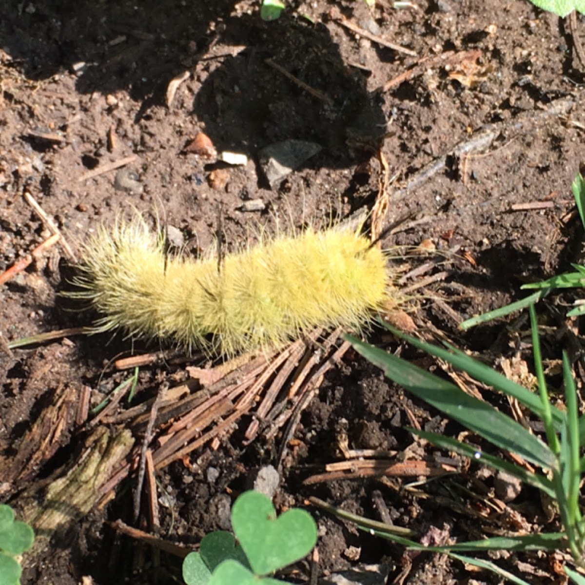 American Dagger Moth