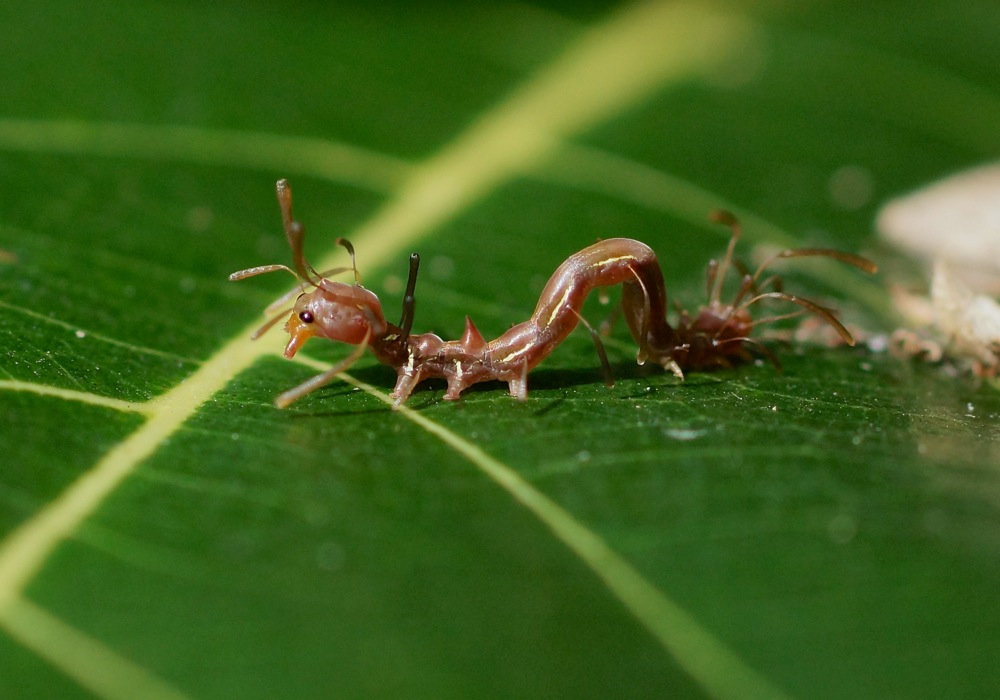 Ant-mimic caterpillar