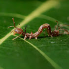 Ant-mimic caterpillar