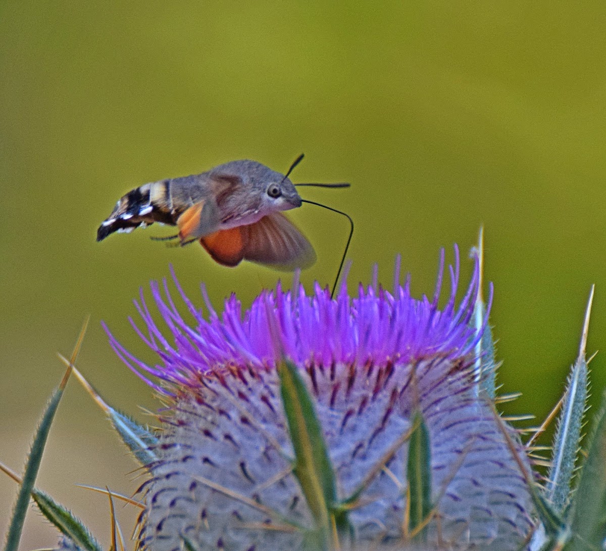 Hummingbird Hawk-moth