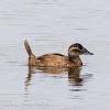 White-headed Duck; Malvasía