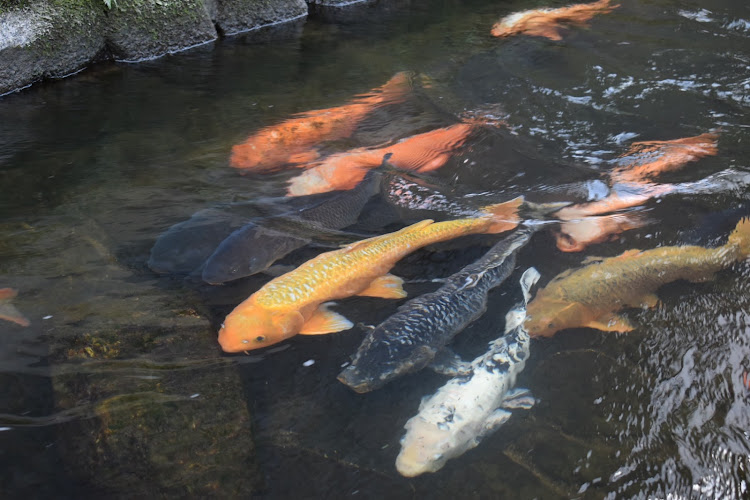 フーガのカメ活ドライブ・y50フーガ後期・飛騨古川・散歩・真横に関するカスタム事例の投稿画像6枚目