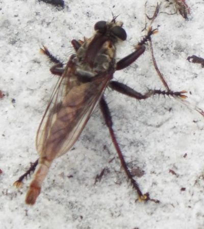 unknown Robber Fly