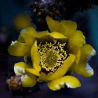 Opuntia ficus-indica di 