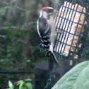 Hairy Woodpecker - male