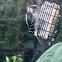 Hairy Woodpecker - male