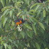 Baltimore Oriole